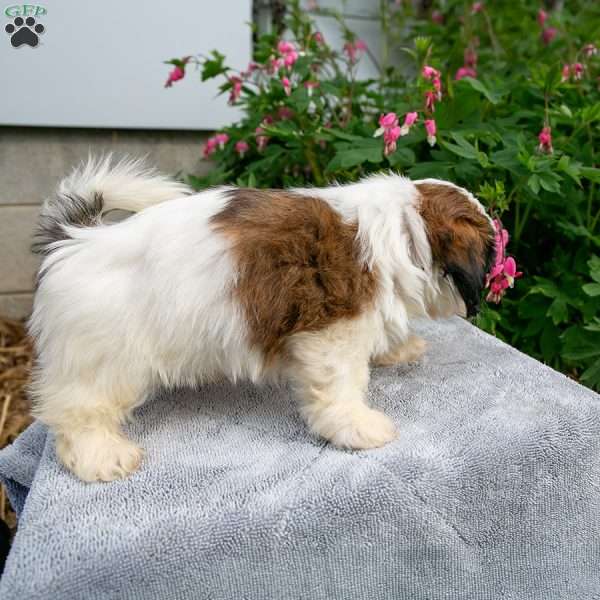 Jack, Shih Tzu Puppy